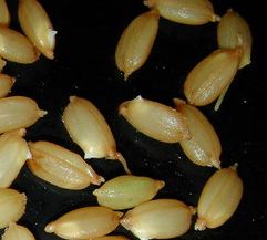 バケツ稲_発芽