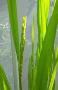バケツ稲_開花