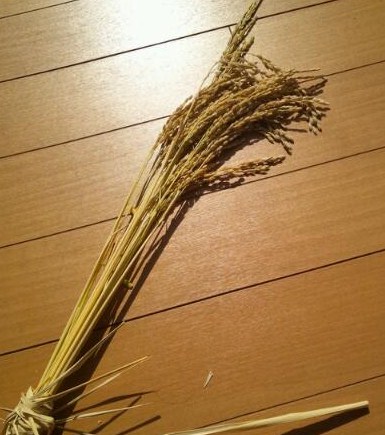 バケツ稲_刈り取り