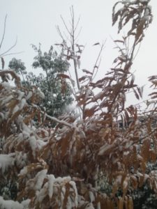 雪