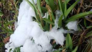 春の雪
