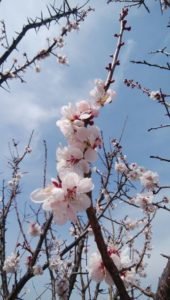 梅の花
