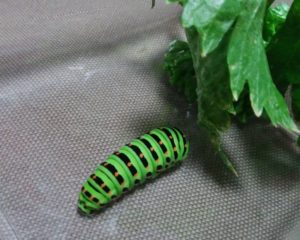 捕獲したキアゲハの幼虫