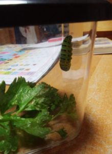 はりつくキアゲハの幼虫