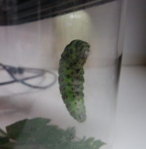 向きを変えたキアゲハの幼虫