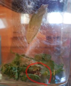 脱皮したサナギ