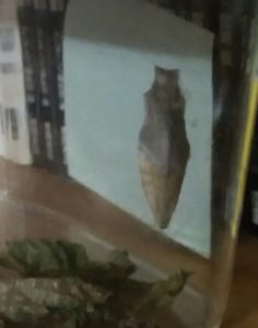 9日目のサナギ