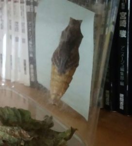 10日目のサナギ