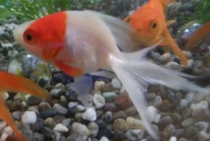 ナナ