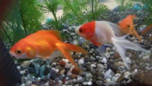 3匹の金魚