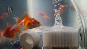 金魚