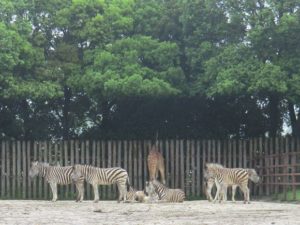 東武動物公園のしまうま