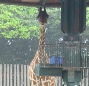 東武動物公園のキリン