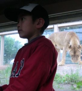 東武動物公園のライオン