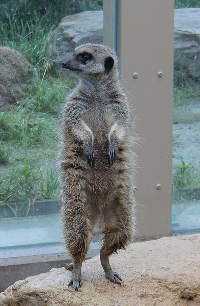 東武動物公園のミーアキャット