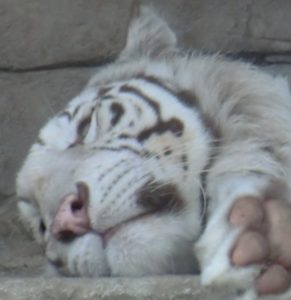 東武動物公園のホワイトタイガー