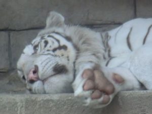 東武動物公園のホワイトタイガー