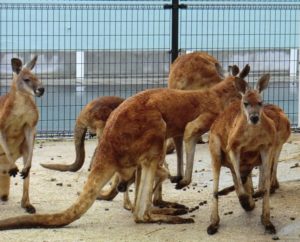 東武動物公園のカンガルー