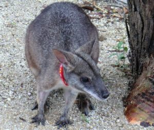 東武動物公園のカンガルー