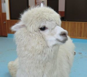東武動物公園のアルパカ