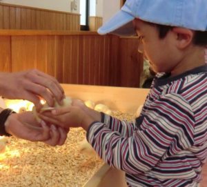 東武動物公園のひよこ