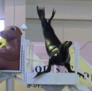 よみうりランドのアシカ