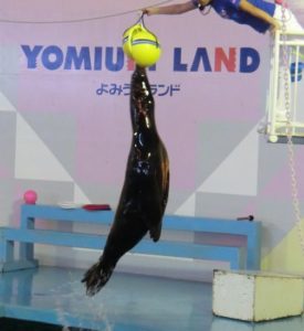 よみうりランドのアシカ
