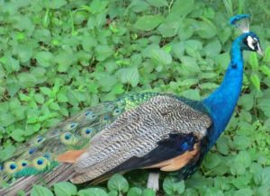 多摩動物公園のくじゃく