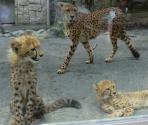 多摩動物公園のチーター