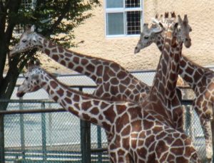 多摩動物公園のキリン