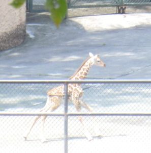 多摩動物公園のキリン