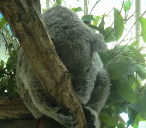 多摩動物園のコアラ