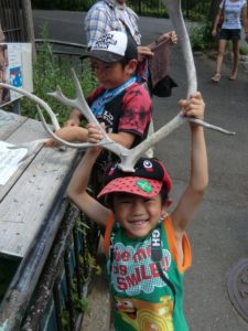 多摩動物園のトナカイの角