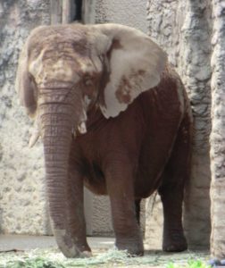 多摩動物園の象