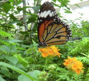 多摩動物園昆虫館