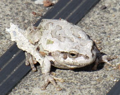 白いかえる