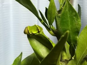 アゲハチョウの5齢幼虫