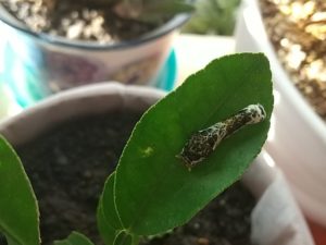 アゲハチョウの4齢幼虫