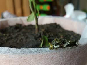 アゲハチョウの4齢幼虫