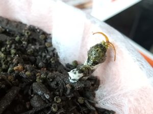 アゲハチョウの4齢幼虫