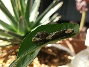 アゲハチョウの4齢幼虫
