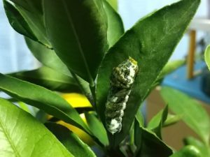 アゲハチョウの4齢幼虫