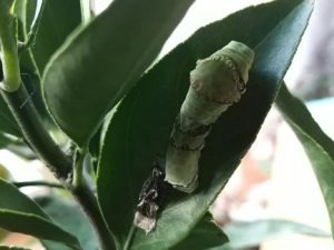 アゲハチョウの5齢幼虫