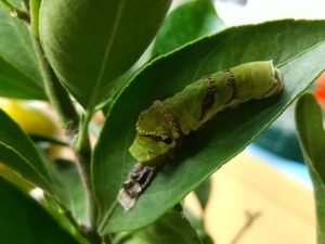 アゲハチョウの5齢幼虫