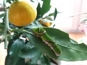 アゲハチョウの5齢幼虫