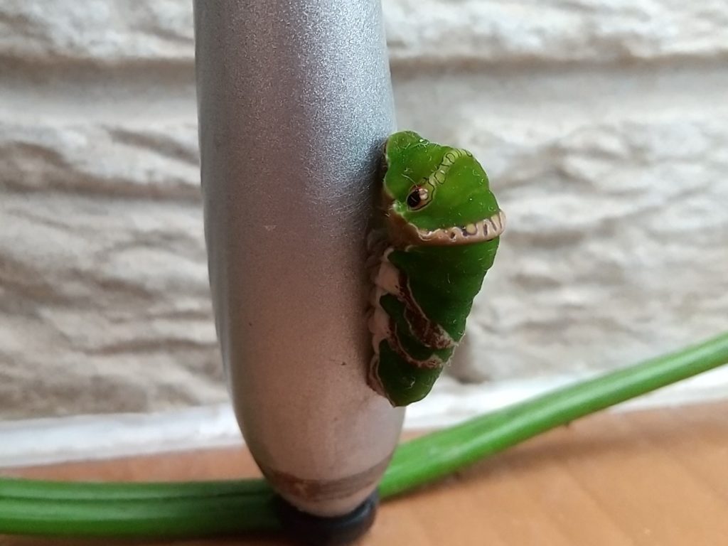 クロアゲハの前蛹