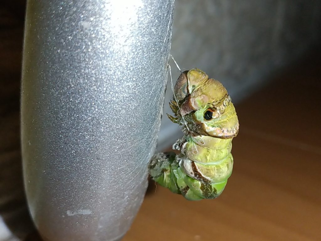 クロアゲハの前蛹