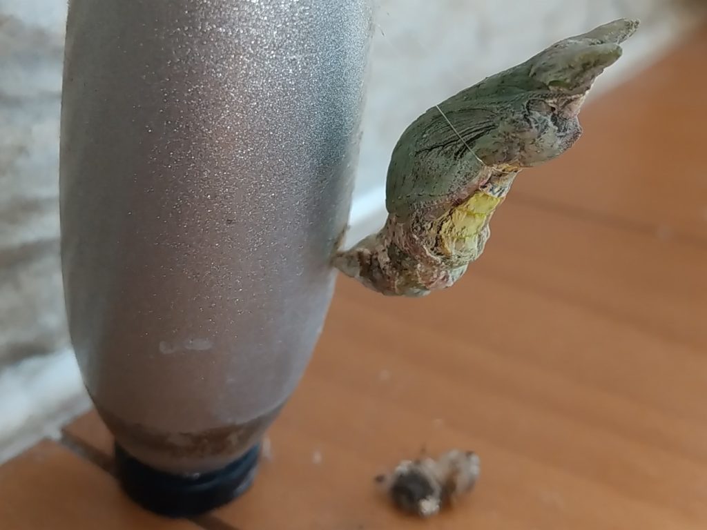 クロアゲハ蛹