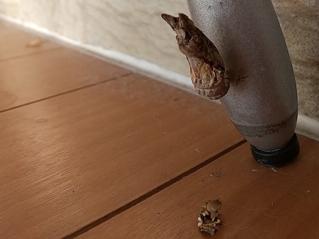 クロアゲハの蛹