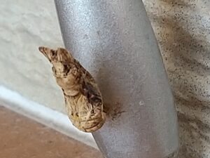クロアゲハ冬蛹